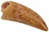 Serrated Raptor Tooth - Real Dinosaur Tooth #357980-1